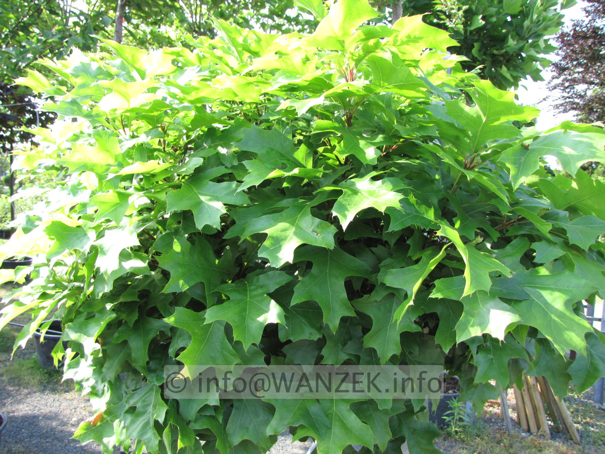 Quercus palustris Green Dwarf 01.JPG